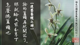 【建墨養護之肆】撿的蘆頭居然開花了，那就給大家分享下怎麼摀蘆頭吧