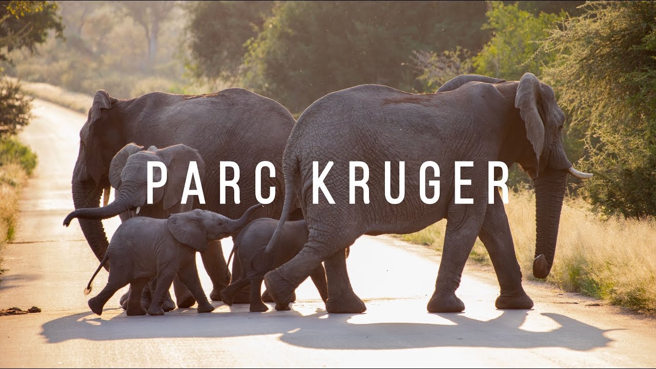 SAFARI En Afrique Du Sud | Parc National KRUGER 2/2 - YouTube