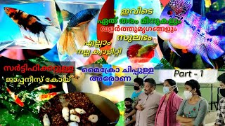 ഏത് വിലയ്ക്കും ഉള്ള പക്ഷികളും മൃഗങ്ങളും വളർത്തു മത്സൃങ്ങളും ||കോട്ടയത്തെ ഈ ഫാം | Top quality fishes