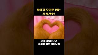 강아지 꼬리로 읽는 감정 신호!