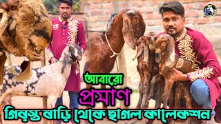 ✅👉 3 বাচ্চা সহ মা ছাগল কিনুন ও উন্নত জাতের ছাগল কিনুন গাভীন আব্দুল খালেক ভাইয়ের ফার্ম থেকে 🥰