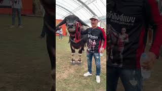 คิงแมน #ควายงาม #ควายไทย #ควาย #เลี้ยงควาย #animals #buffalo #farming #love #funny #farm #น่ารัก