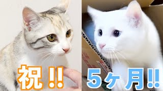 【捨て猫姉弟の記録】5ヶ月目　止まることを知らない2匹の子猫