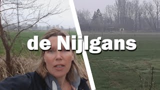 De Nijlgans - Juf in de Natuur