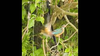 鳥が相手の頭を噛む理由【カワセミの交尾】