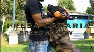 Breed Review: Presa Canario | Dangerous Guardian? | One Man Dog? |