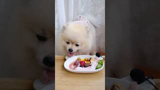 Feeding Dog ASMR 寵物吃播 112 #shorts