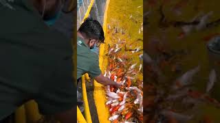 fish lover|fishing freaks|guppy|love|aquarium|fish world|fishing|