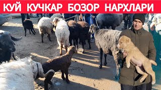 ХОРАЗМ БОГОТ КУЙ КУЧКАР БОЗОР НАРХЛАРИ 08.01.2025Г