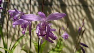 青花シラン(Bletilla striata var.coerulea？)