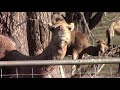 a herd of dromedary camels in the middle of kansas 3 different colors