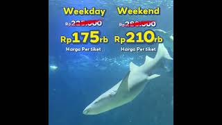 Main ke Sea World Ancol dan Samudra Ancol mulai dari 175rb perorang!