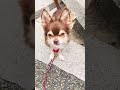 話し聞くよ犬　おやつ忘れないでね　 shorts chihuahua dog dogshorts