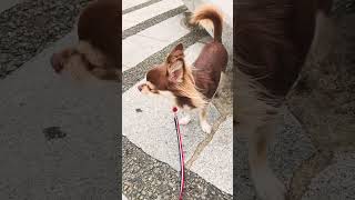 話し聞くよ犬　おやつ忘れないでね　#shorts #chihuahua #dog #dogshorts