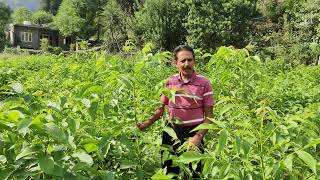 Dr o c Sharma principal scientist icar CITH visit my walnut nursary #2024