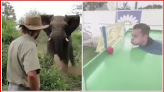 تقدر تواجه فيل بدون ما تجيك ام الركب؟!!! 🐘😱