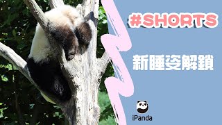 新睡姿解鎖 | iPanda熊貓頻道 #shorts