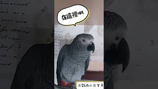 灰鸚鵡小灰說：鳥啊！在這裡啊！按摩啾啾啾😘#小灰寶貝parrot #灰鸚鵡愛說話 #灰鸚鵡愛講話 #灰鸚鵡小灰