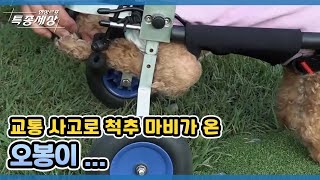 교통 사고로 척추 마비가 온 오봉이 … MBN 210805 방송