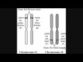 মাল্টিপল জিন multiple gene in bengali for hs u0026 neet examination biology