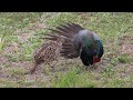 「キジ」の求愛行動（ディスプレイ）　“common pheasant” exhibits courtship display