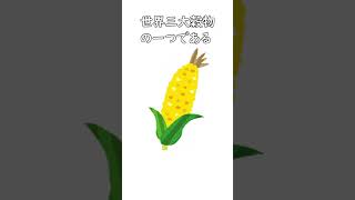 とうもろこしに関する雑学① #shorts