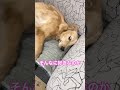 【甘えん坊🐶】変な格好でマッサージを受ける ゴールデンレトリバー