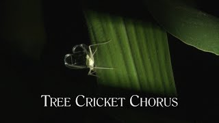 Tree cricket chorus