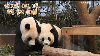 2025.02.15. 오후5시30분~40분까지 바오걸즈의 평범한 일상의 모습이에요^^ #panda #판다월드 #아이바오 #루이바오 #후이바오