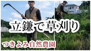 【自然農】立鎌（大鎌•造林鎌）で草刈り＆サニーレタスとエンドウの収穫など【つきよみ自然農園】厚木市小野畑　Scythe/家庭菜園