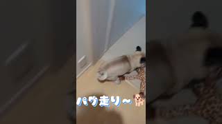 久しぶりにパグ走り炸裂しました✨#pug #犬 #パグ #dog #癒し #かわいい犬 #いぬのいる生活 #パグ走り