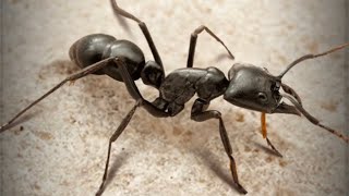 ザ・アンツ（TheAnts）の特級孵化で青品質特化アリのディノポネラ（Dinoponera australis）が孵化する瞬間！！当特化アリ保有済みの為、自動的に対応特化アリ残骸に変換。