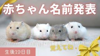 4色団子兄弟姉妹、名前発表【ジャンガリアンハムスター】