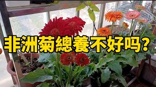 非洲菊總養不好？這五個關鍵點做好了，華南地區全年開花不斷#种植 #盆栽 #花园 #花園