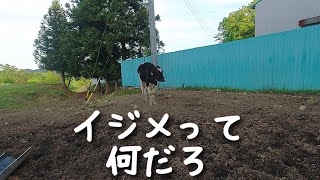 イジメの無い社会に思いを馳せる　山地酪農珠の牧