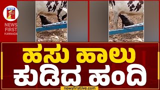 Haveri : ಹಸು ಹಾಲು ಕುಡಿದ ಹಂದಿ | Pig Drinking Cow Milk | Cow Milk | @newsfirstkannada