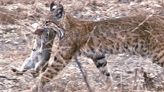 ボブキャットは万能ハンターで生存競争のエキスパート！ネズミ、ウサギ、シカにとっては稲妻です！