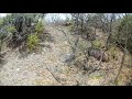 dev azili zor yikildi domuz avı 2020 wild boar hunting in turkey azılı domuz avı