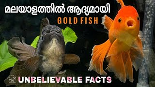 Unbelievable Facts About Gold Fish Malayalam ||അറിഞ്ഞിരുന്നില്ല ഇത്രയൊക്കെ പ്രതേകത ഉള്ള ഫിഷ് ആണെന്ന്