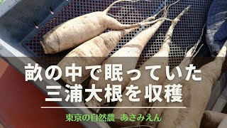 畝の中に放置されていた三浦大根を収穫 20230428