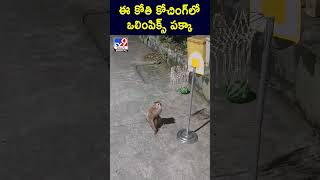 ఈ కోతి కోచింగ్ లో ఒలింపిక్స్ పక్కా..! - TV9