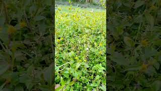 Toothache Flower Plant | Paracress Flower | Electric Daisy | Farhad Ahmed #Shorts