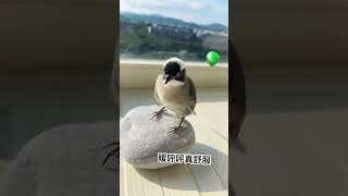 白頭翁之我家有隻小阿飛-最喜歡日光浴#birds #白頭翁 #療癒 #cute #鳥寶寶