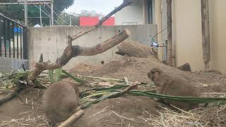 茨城県日立【かみね動物園】プレイリードッグのお食事風景