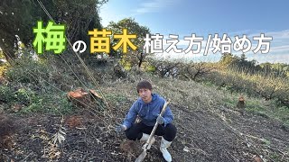 誰でも簡単！農家が教える【梅の植え方/始め方/剪定方法】