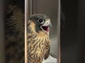 Young peregrine falcon #birdsofprey