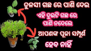 ତୁଳସୀ ଗଛ ରେ ପାଣି ଦେଇ ଏହି ଦୁଇଟି ଗଛ ରେ ପାଣି ନ ଦେଲେ ଆପଣଙ୍କ ପୂଜା ସଫଳ ହେବ ନାହିଁ #tulashi