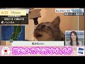 【白井ゆかり】この癒し動画はずるいよ～～💖　癒し動画パート②　癒し　 面白い 【ウェザーニュースlive】【live】【切り抜き】