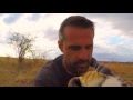 lion whisperer s top 5 moments 2015