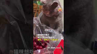 社会百态 | 猫咪想吃车厘子，被主人制止后的眼神绝了，猫猫：“真抠门，一个都不给！”